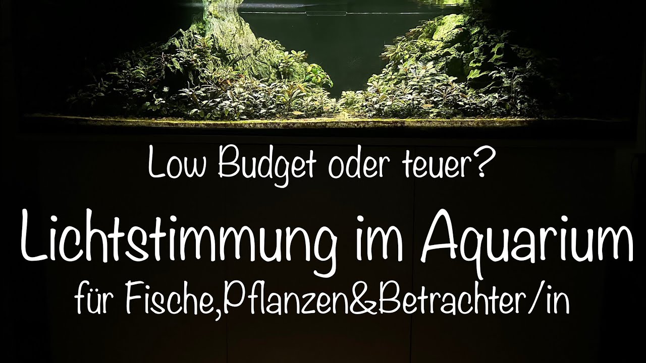 Verschiedene Methoden für dein Aquarium #aquarium #aquaristik