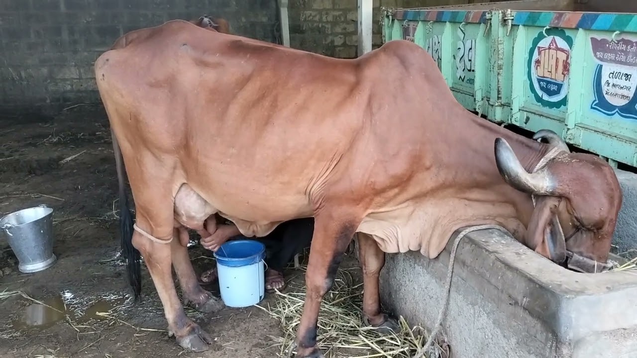 Live Hard Milking Of Our New Gir Cow #villagelife #cow #trending #gircow #girbull #hardwork #live