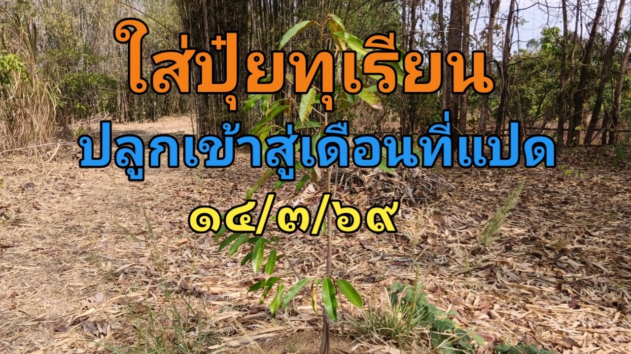 ใส่ปุ๋ยทุเรียนปลูกเข้าสู่เดือนที่แปด ๑๔/๓/๖๙