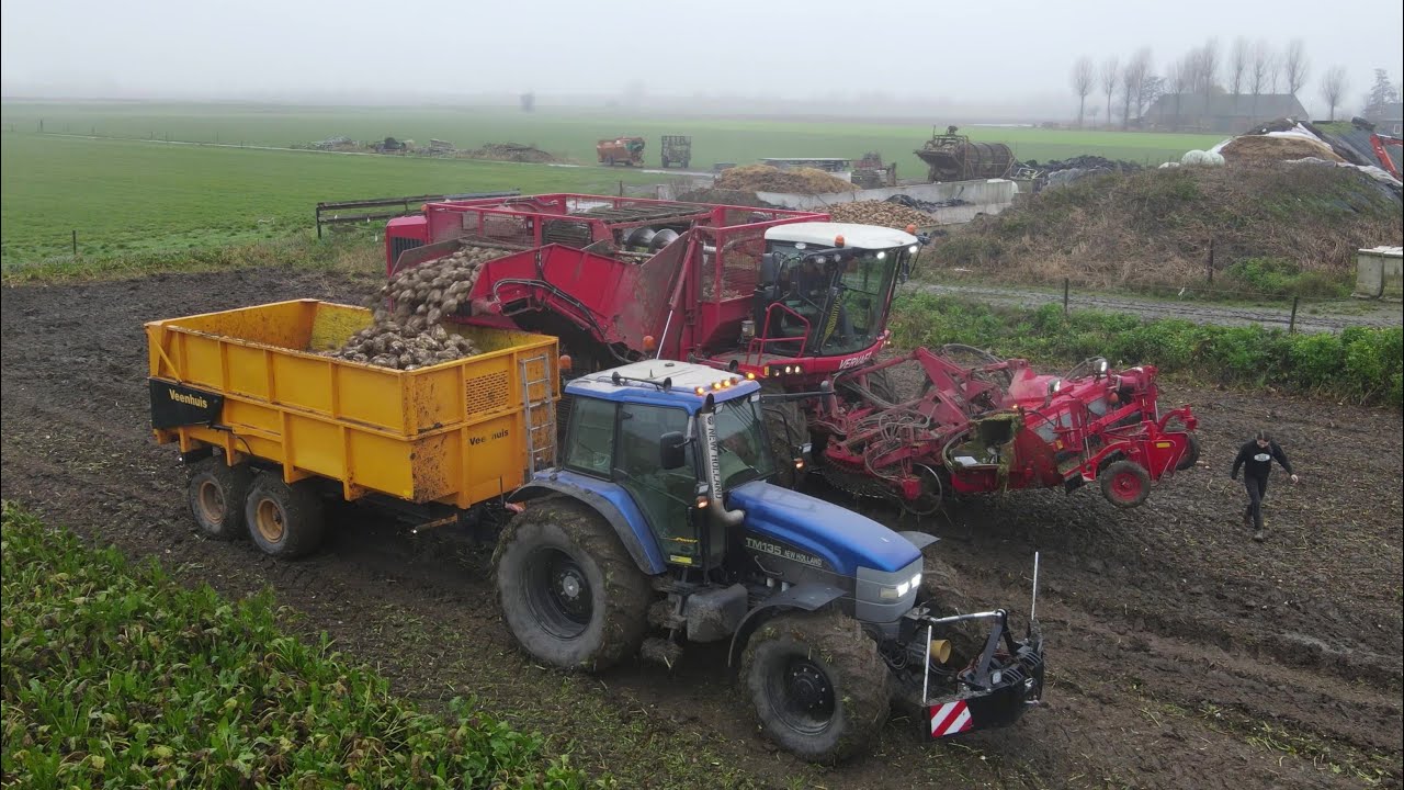 Voederbieten rooien | Harvesting fodder beet | Vervaet Q 616 | Case IH | New Holland 