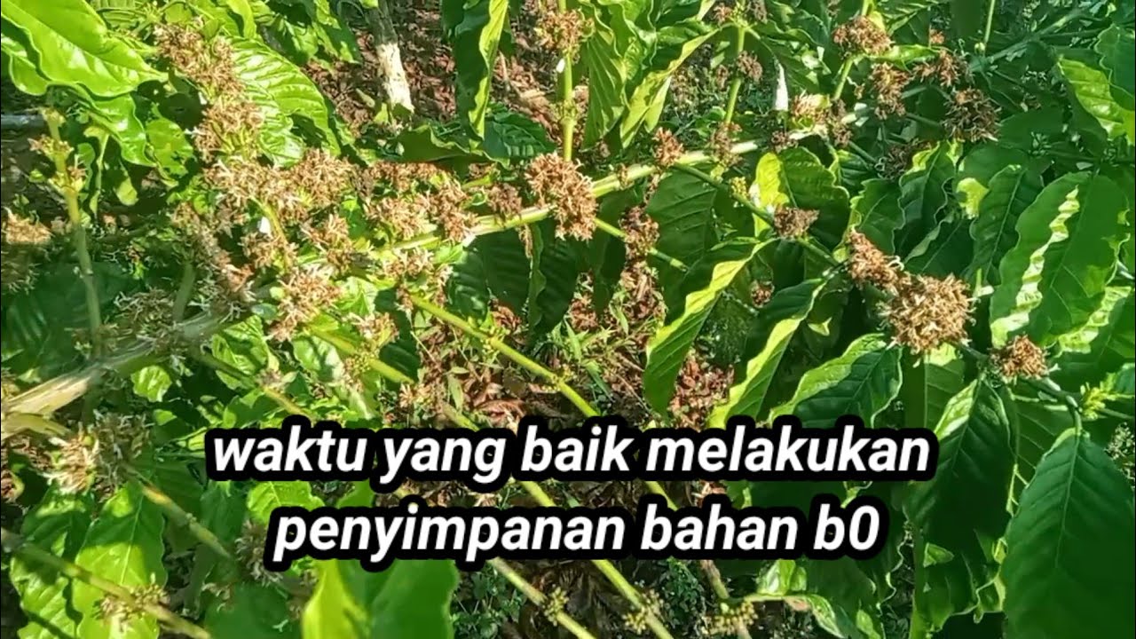 waktu yang baik untuk melakukan penyimpanan bahan B0 pada tanaman kopi