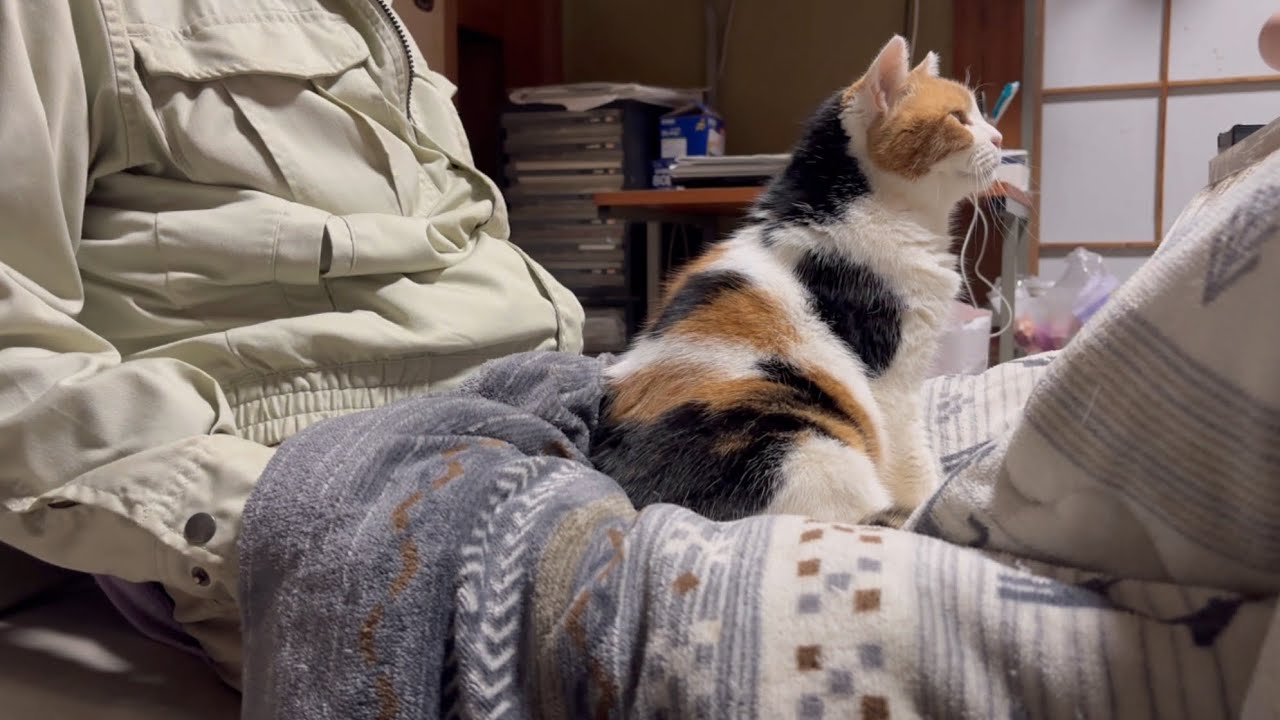 【三毛猫】しっかり甘えてから夕ご飯にするミケ（2026年2月4日）