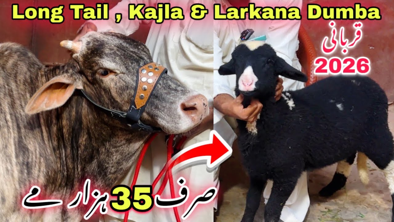 Karachi Ki Sasti Bakra Mandi 🚨 Long Tail & Kajla Dumba  | Qurbani 2026 Ka Dumba 