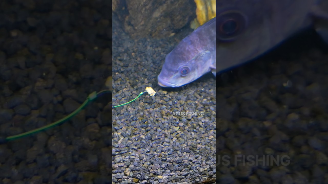 Tilapia Fish Eat Bait #shorts #fishing #tutorial