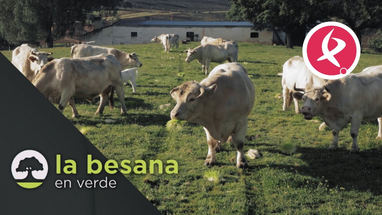 Cultivar sin tierra | La besana en verde