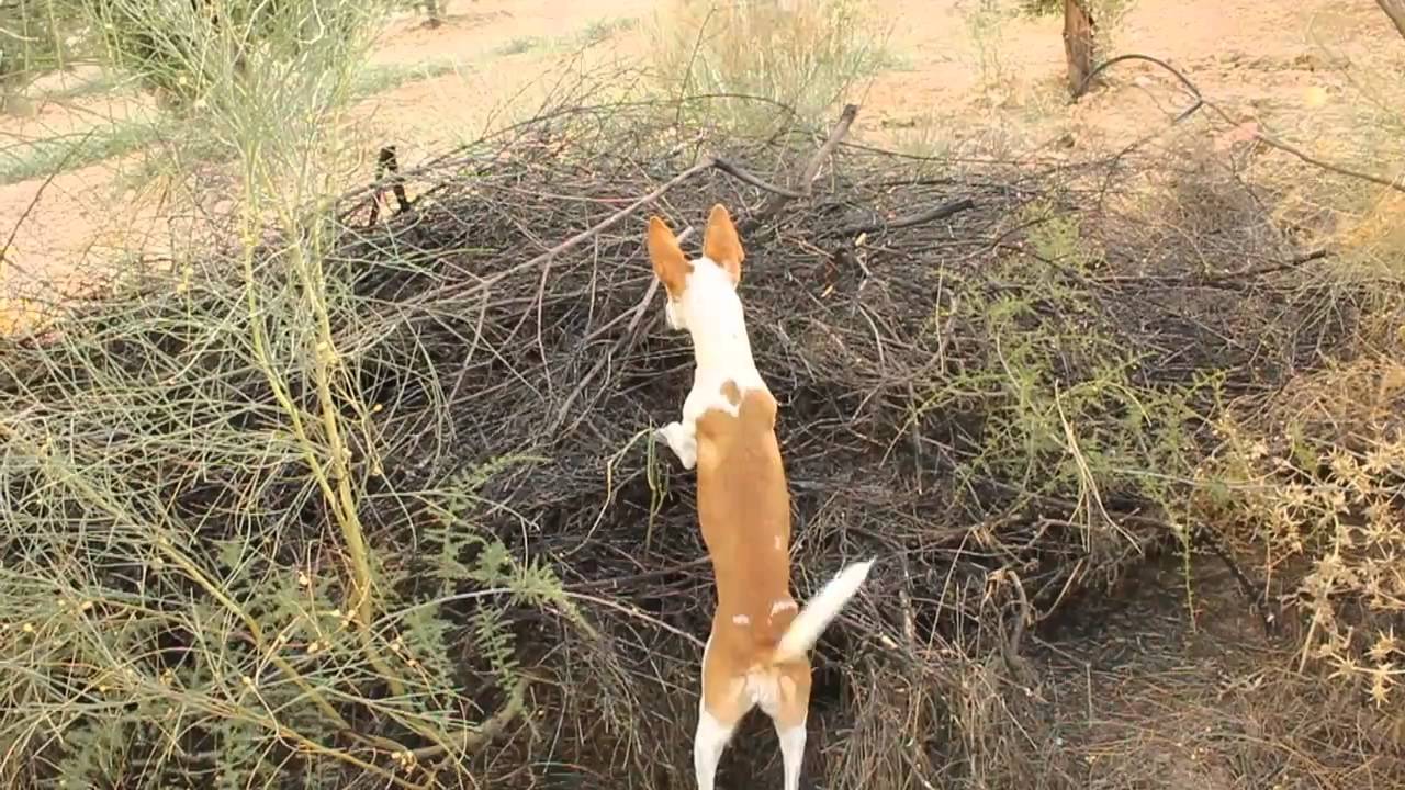 PARTE 1ª PODENCO ANDALUZ, Zahíra con 4 meses y tres semanas