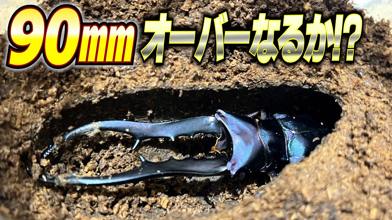 メタリフェルが羽化しました!!