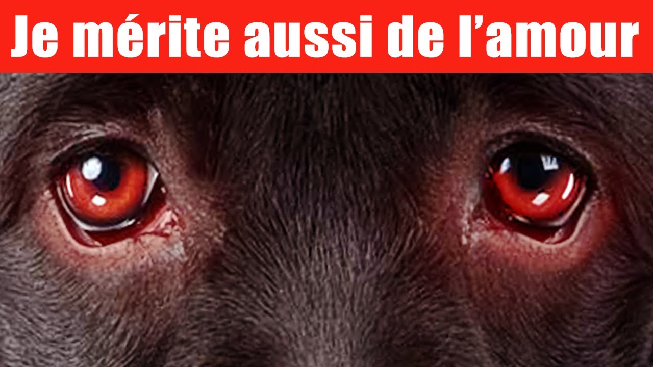 9 façons de dire à votre chien que vous l'aimez | Incroyablement Top