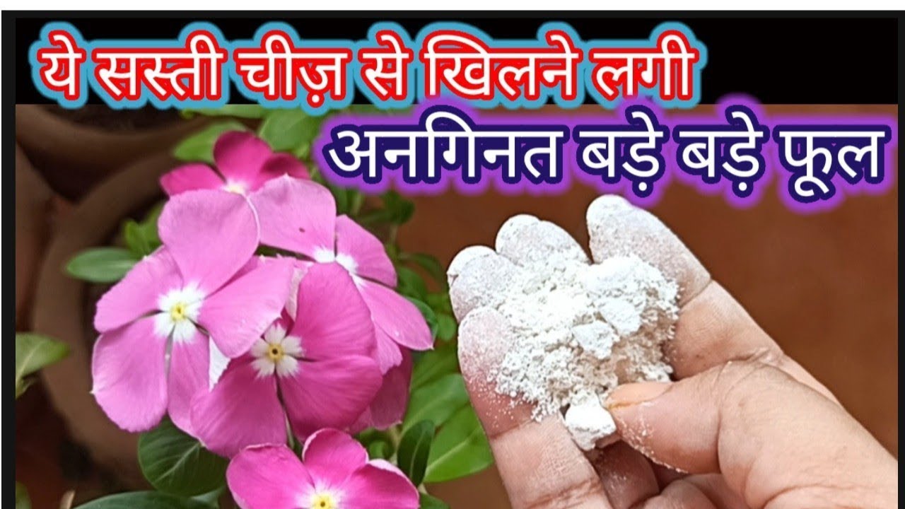 🔴 ये सस्ती खाद से खिलने लगी अनगिनत बड़े बड़े फूल Fertilizer to get maximum big size flowers  at home