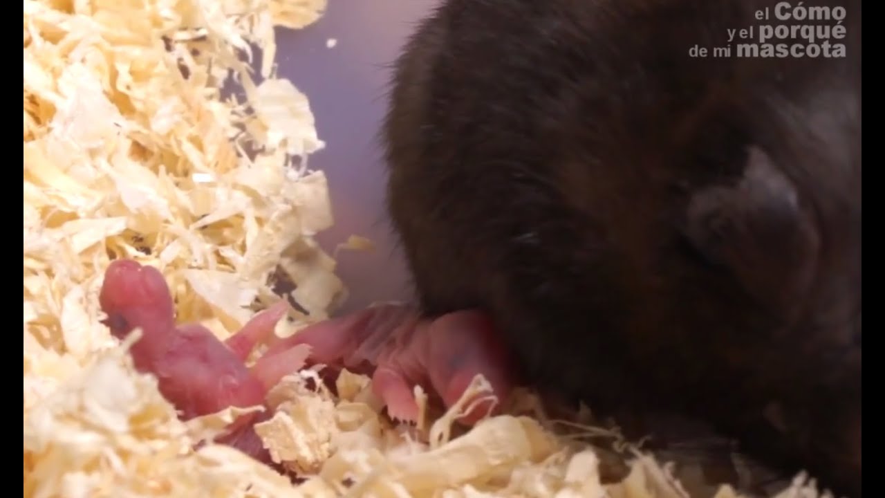 HÁMSTERS - El hámster común o hámster sirio. ¿Cómo es?