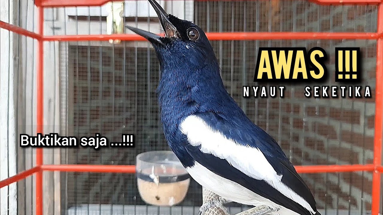 SUARA BURUNG kacer gacor NGEPLONG tarung ini paling ampuh buat PANCINGAN KACER agar EMOSI
