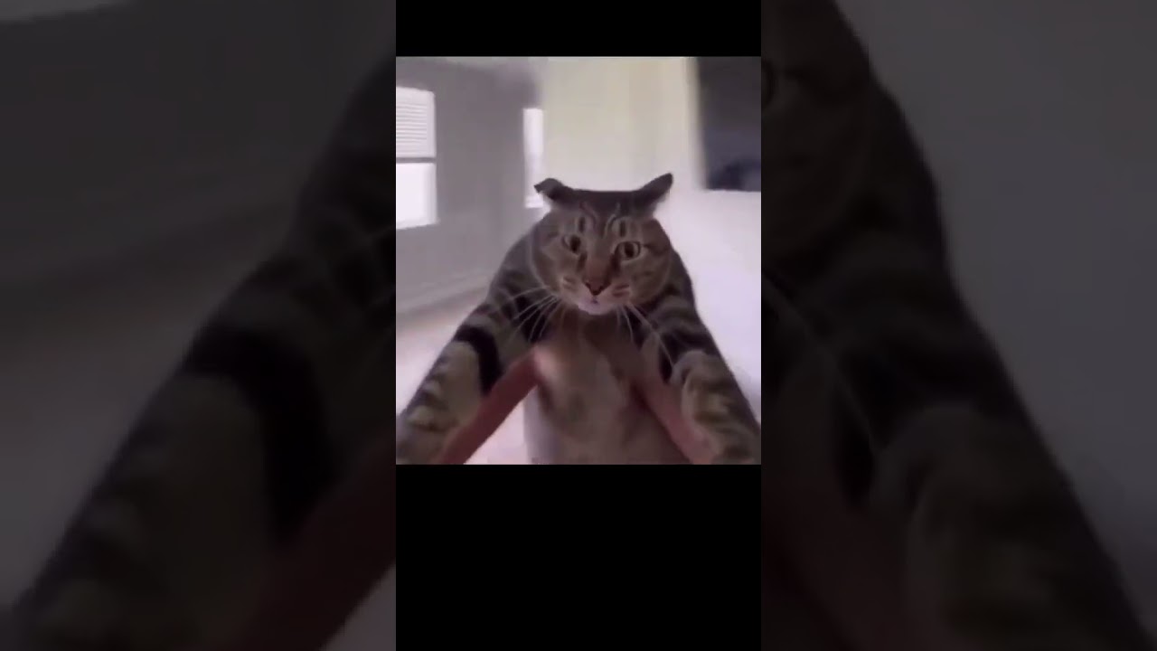Wholesome Cat Video