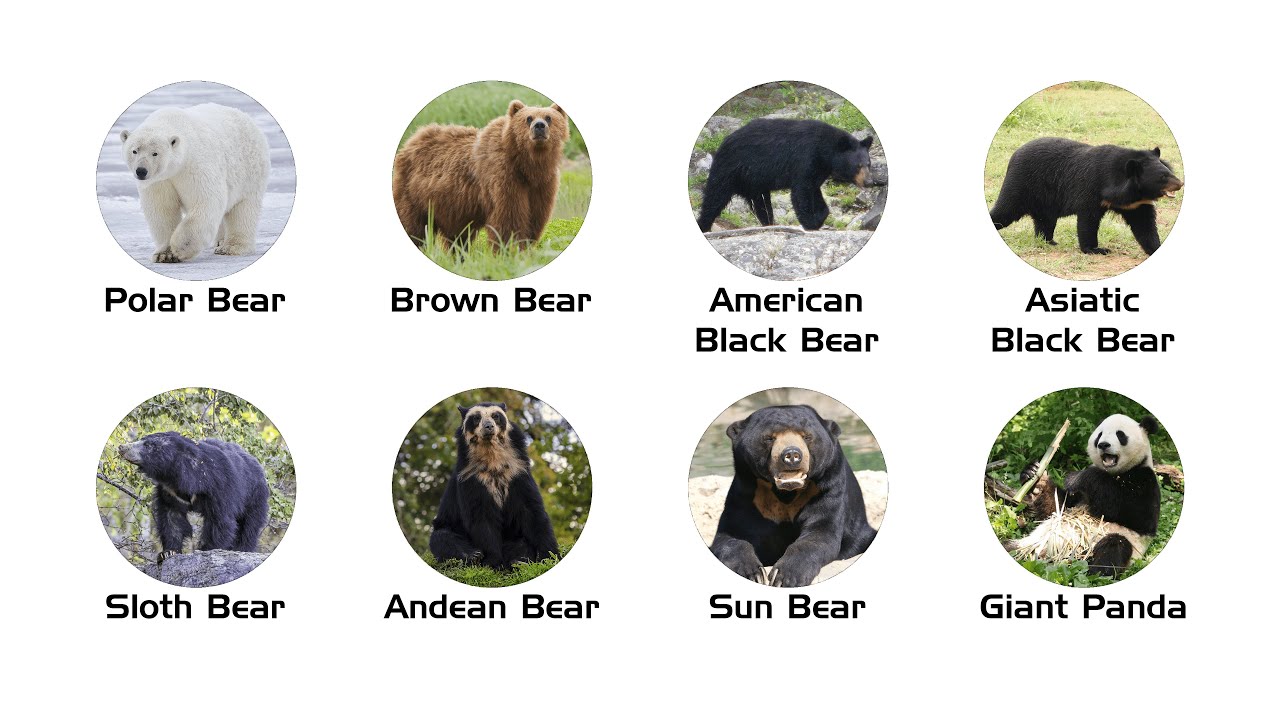Every Bear Species Explained