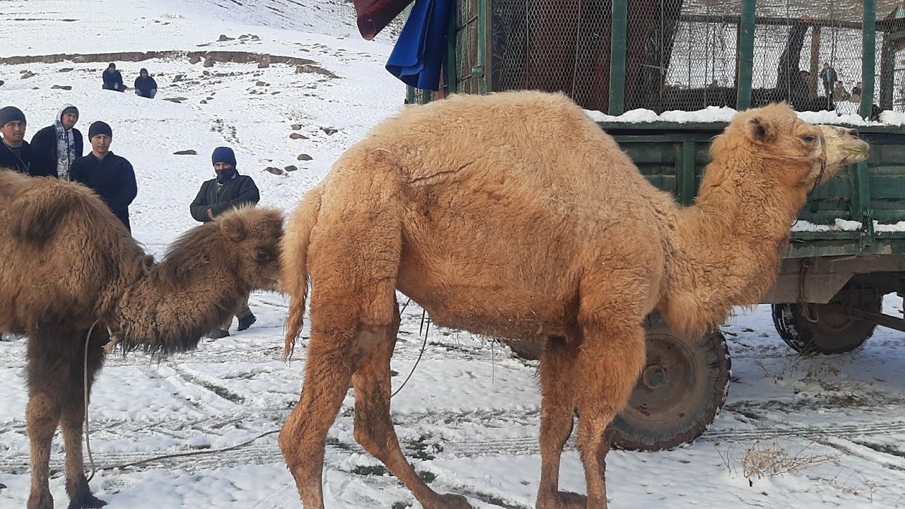 2 КИСМ БОБОТОГ КУПКАРИ🐫🐐🐑🐏🦬