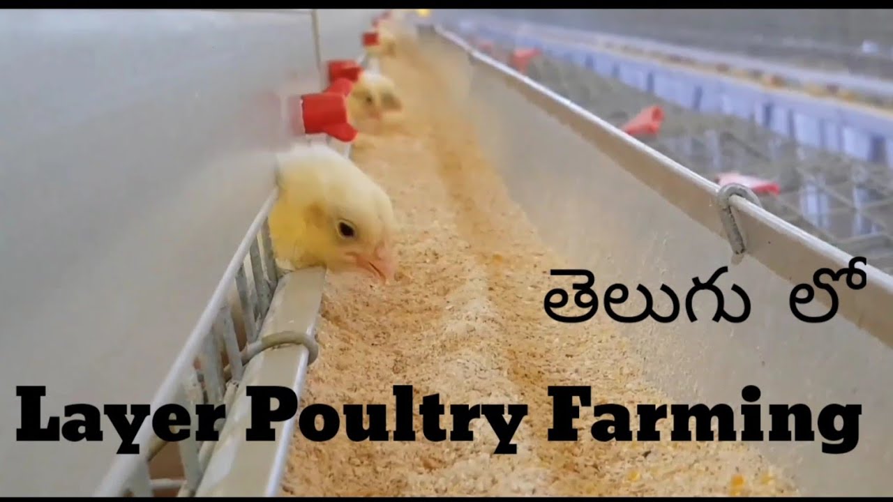 LAYER POULTRY FARMING - PART 1 - IN TELUGU