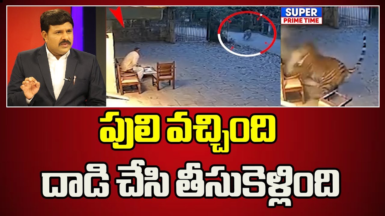 పులి వచ్చింది పంజా తో దాడి చేసి తీసుకెళ్లింది #tiger #tigerattack #tigherhunting | Mahaa Vamsi