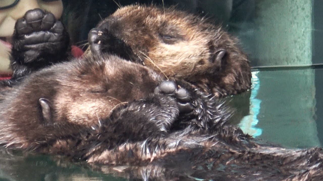 バンクーバー水族館で、ぷかぷか すやすや ねむるとふぃるなちゃんをながめる（2024/10/16 Vancouver Aquarium Seaotter ）