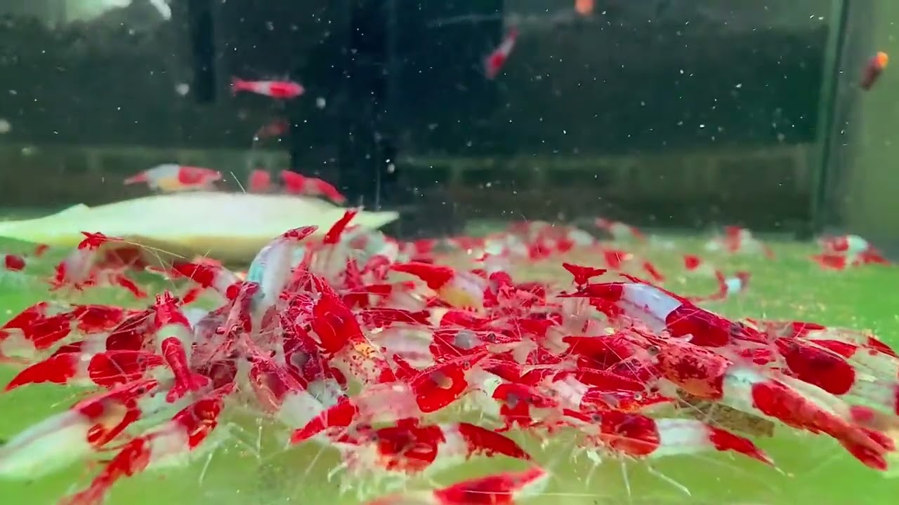 New Batch of Vibrant Red Rili Shrimp Has Arrived !