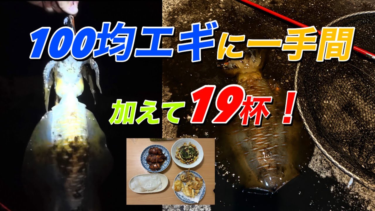 100均エギに一手間加えたら…アオリイカ19杯！初心者のための釣り方解説　アオリイカ料理紹介#アオリイカ#エギング#初心者#アオリイカ料理