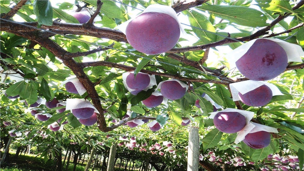 Japan Giant Plum Farm Harvesting  Sumo Plum Japan  Amazing Japan Agriculture Technology