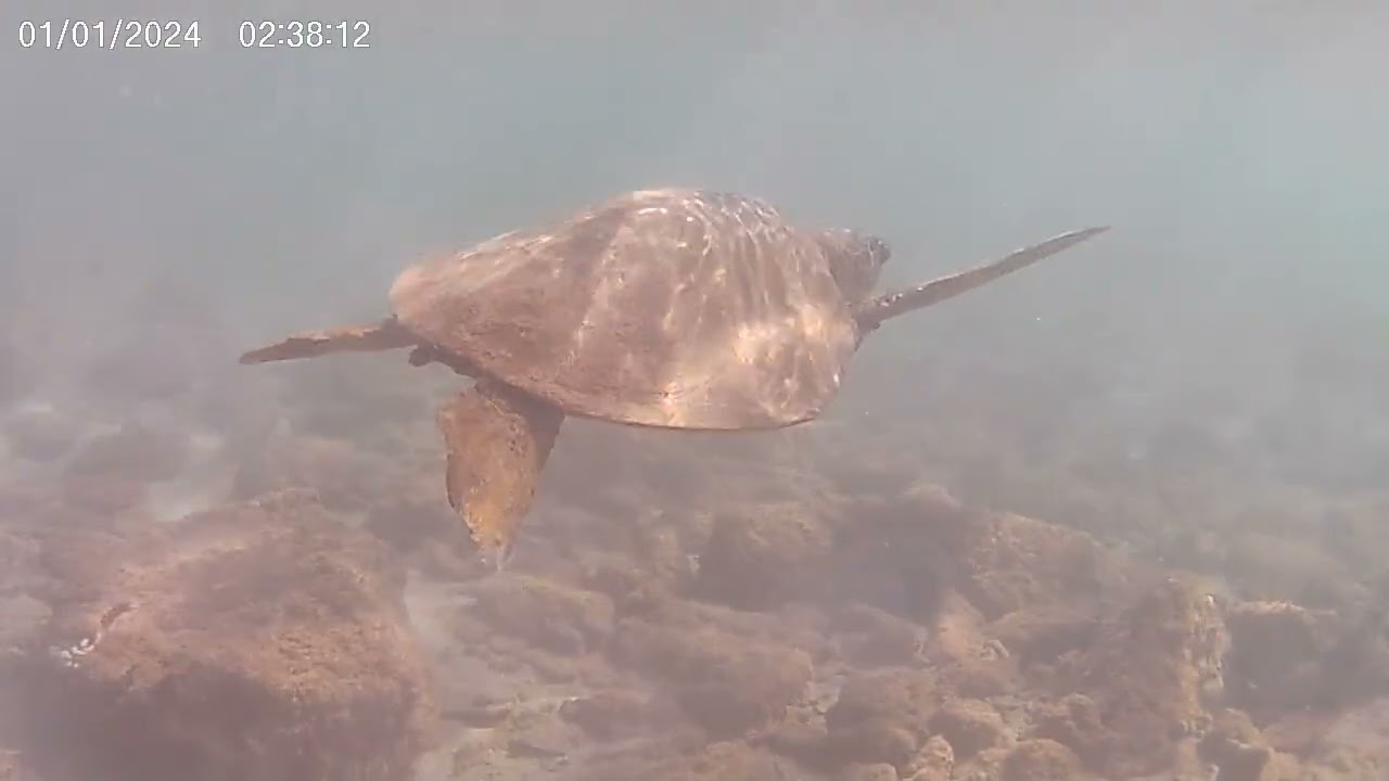 Slo-mo Honu  at Salt Pond
