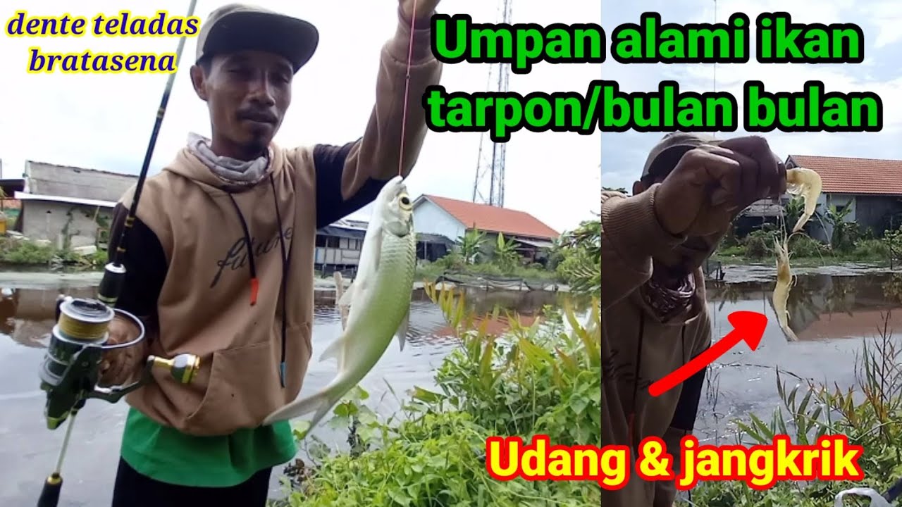 CARA MANCING IKAN TARPON/BULAN BULAN UMPAN UDANG & JANGKRIK~BOLO JORAN