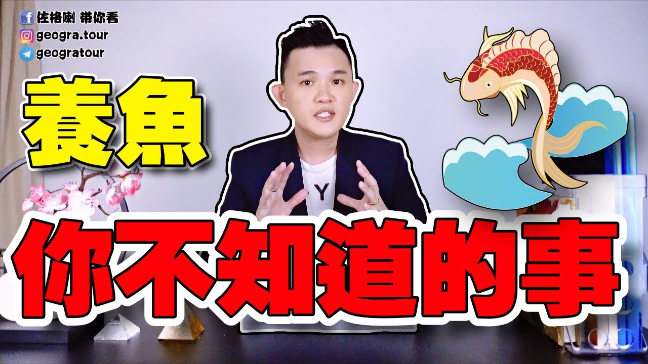 养鱼6大禁忌 | 风水禁忌 | 养几条鱼最适合？99%的人都不知道 | 家居风水招财教学
