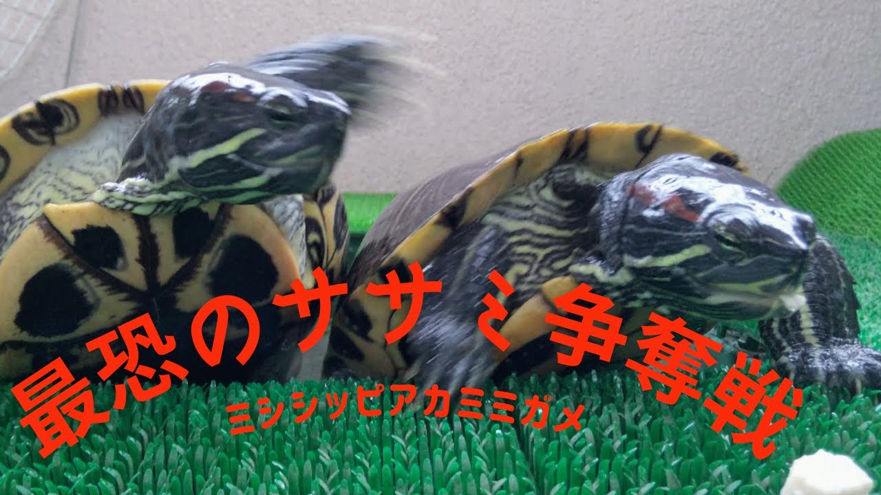 アカミミガメ （ ミドリガメ ) ミドリガメ の 食事風景 ササミ争奪戦【2021 turtles 22】