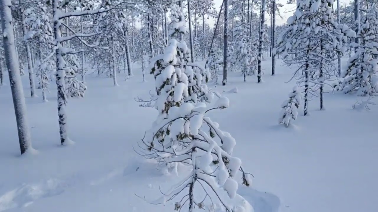 Зимнее общение с глухарём
