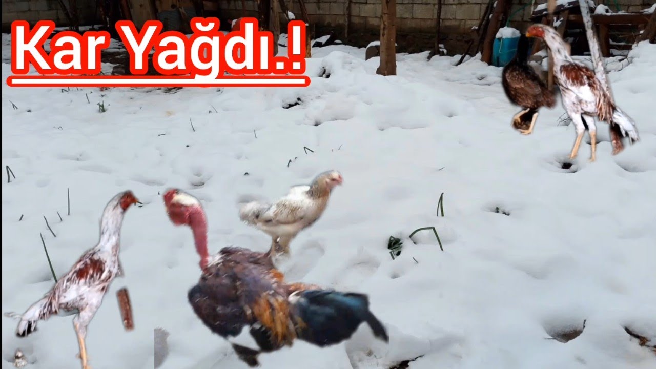 Kar yağdı❄️-Kümesin Son Durumu.!