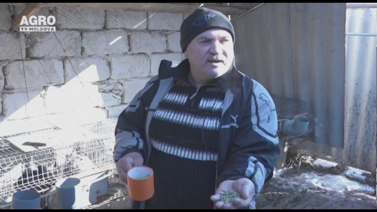 Cum se întrețin iepurii de casă