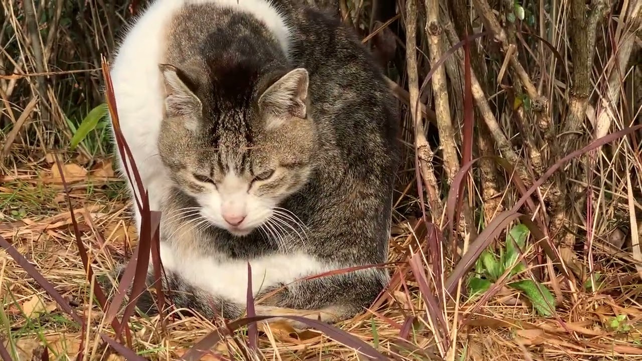 2026/3/11野良ネコの日常生活2　ひたすら毛繕いする
