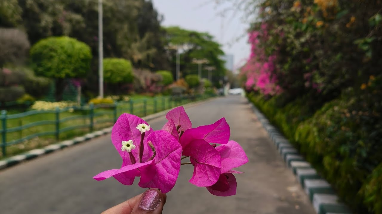 A Slow Morning at Lalbagh Botanical Garden, Bangalore | Raw Footage. #lalbaghbotanicalgarden 