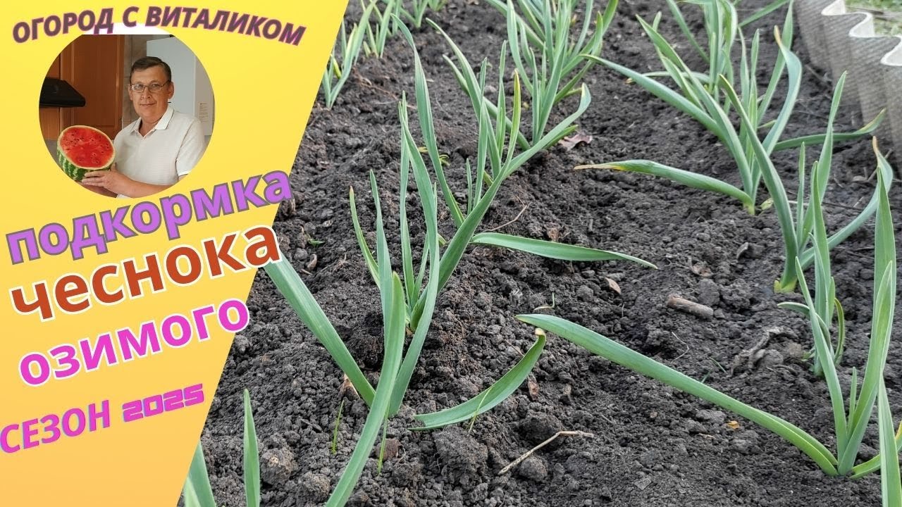 Подкормка чеснока весной от жёлтых листьев, холода и стресса.