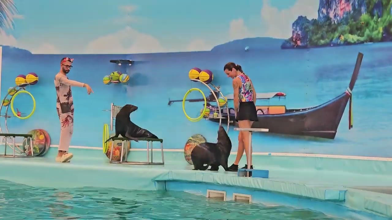 Seal show at phuket 