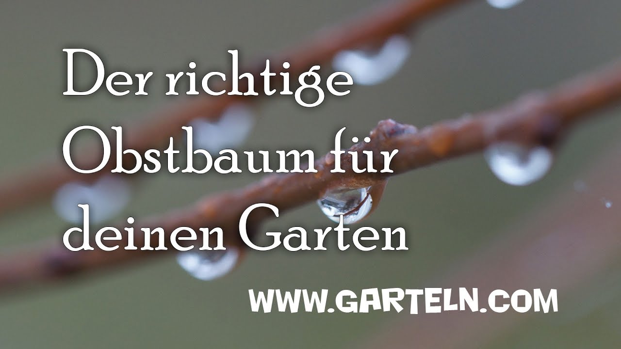 Tipps für den Kauf von Obstbäumen - 5 Wuchshöhen