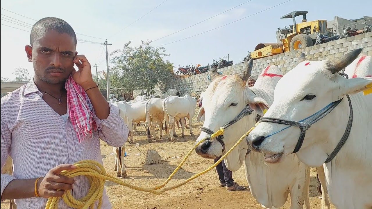 Devarakadra bail bazaar2022 | Oxen videos ‎@csrbulls 
