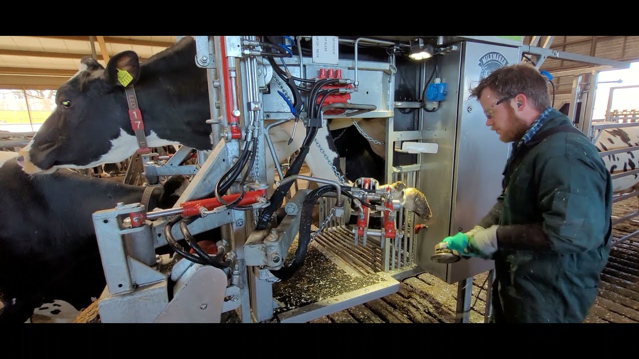 Klauwverzorger Emiel aan het werk met de Pro Trim Jupiter van Ten Napel Hoofcare