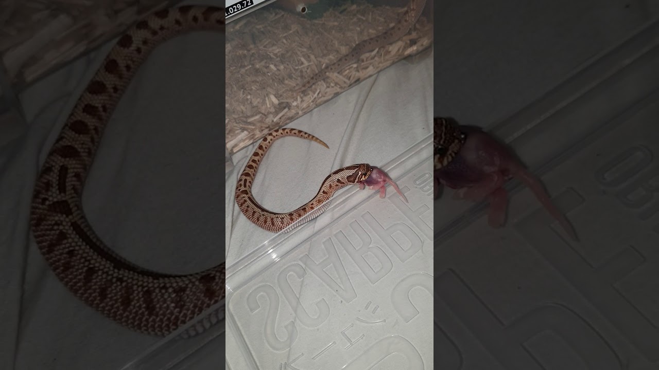 Trynsnok hognose (Nasicus heterodon)