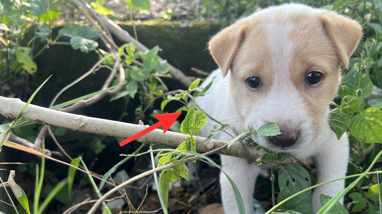 Rescuing a Lost Puppy I Found While Walking | Heartwarming Dog Rescue