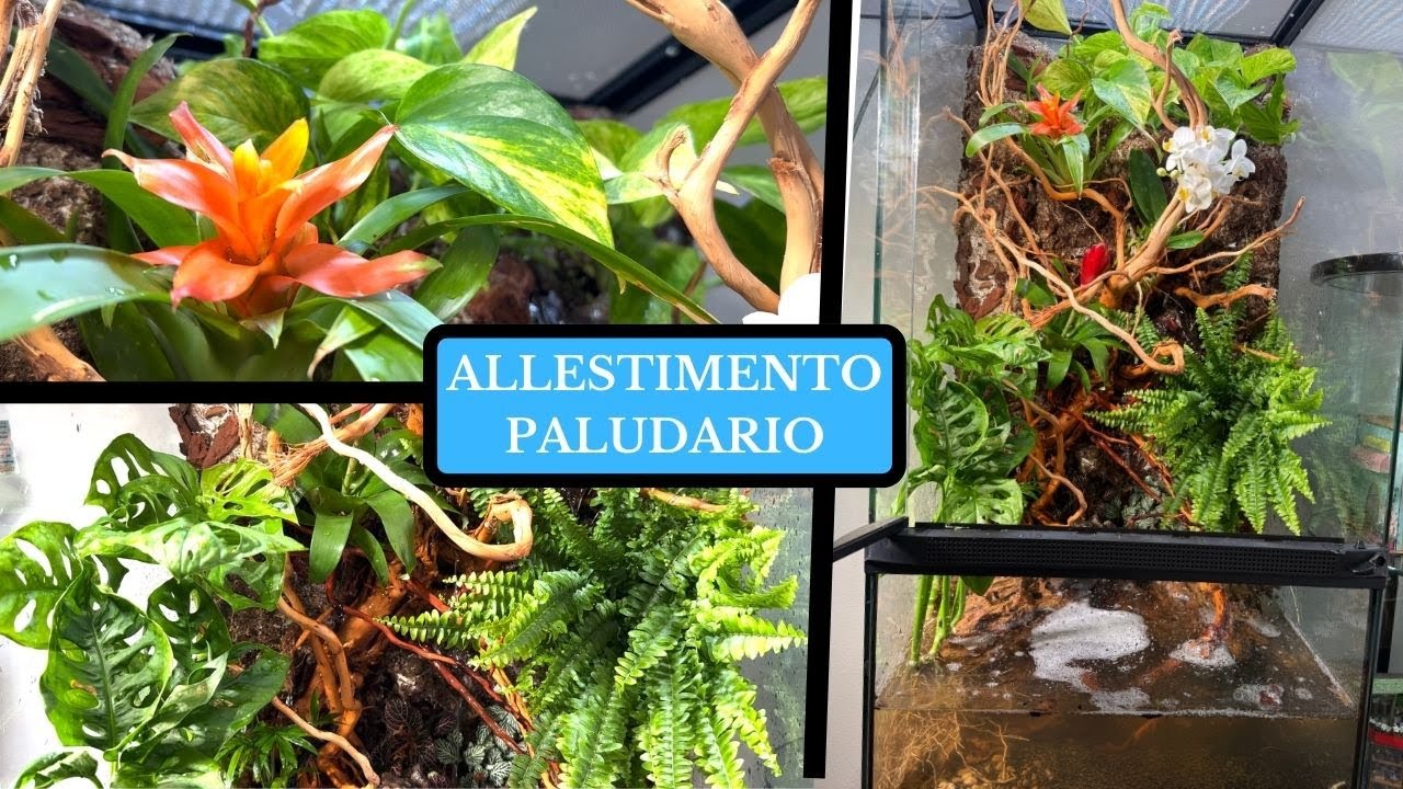 ALLESTISCO DA ZERO IL PALUDARIO con la cascata e piante vere! 🌿💦