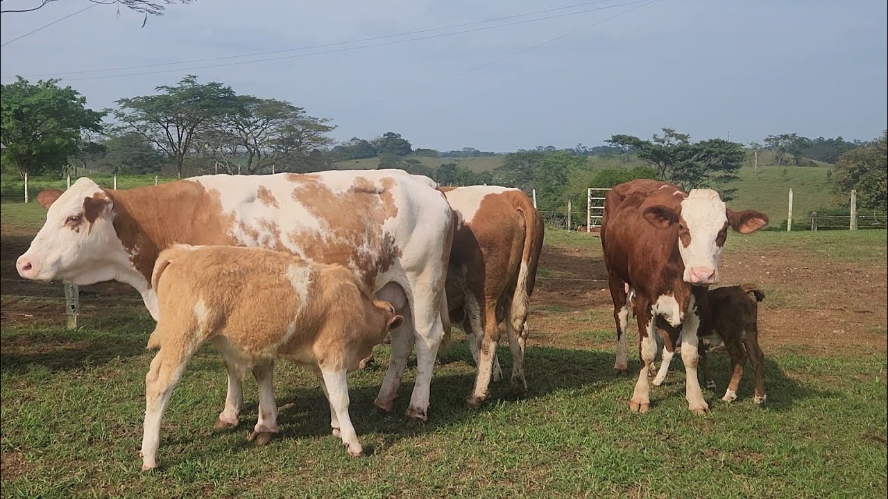 SIMMENTAL FLECKVIEH Y SIMBRAH.. GANADERÍA DON PECHEL.. Juárez.. Chiapas.. MX...