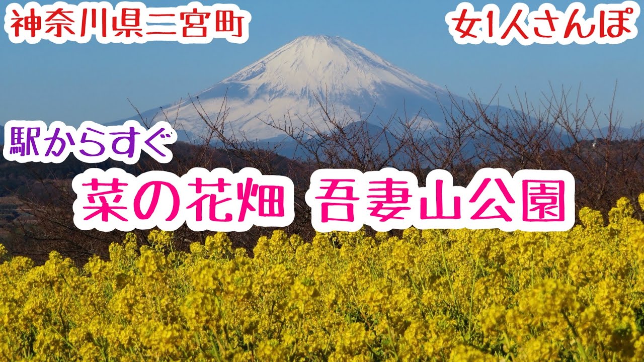 【菜の花畑】吾妻山公園！初心者ハイキング／女1人さんぽ／駅近／景色綺麗／富士山！海【神奈川県】Kanagawa-Flower