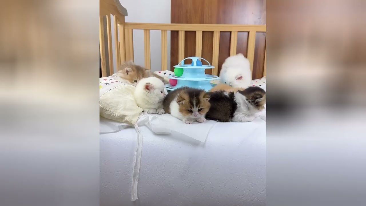 Sweet and tiny kittens will make your heart flutter