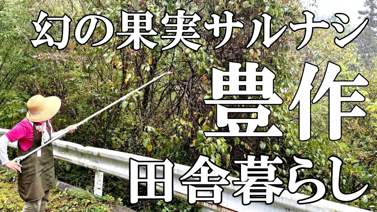 【木の実採り】幻の木の実サルナシ採り 巨大アケビ発見！木の実は大豊作  ススキとモミジ  落花生と里芋も豊作 まったり猫  自然豊かな山奥暮らしの日々｜村暮らし｜移住｜料理【標高800mの田舎暮らし】