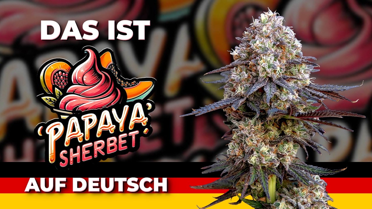 🌿 Papaya Sherbet 🍦 | Sortenbeschreibung | Fast Buds Photoperiodische Samen | Hybrid