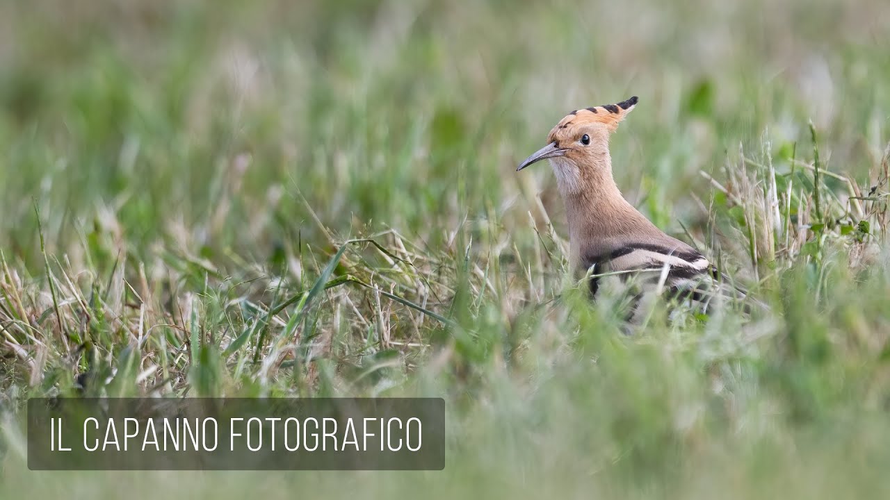 Il capanno fotografico