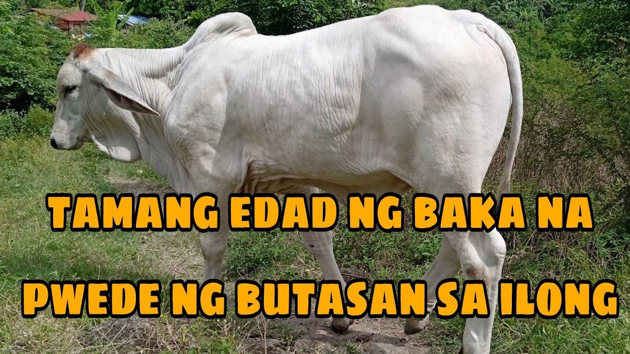 ILANG BUWAN BAGO BUTASAN SA ILONG ANG BAKA ||CATTLE FARMING