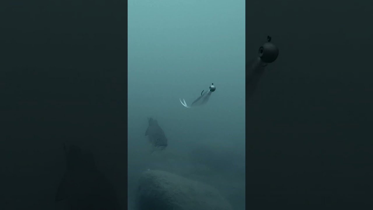 Which Minnow Bait Looks Best?
