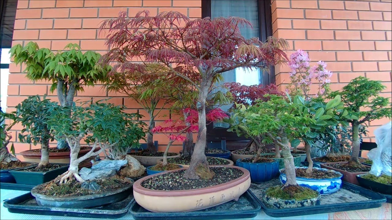 Бонсай Увлечение бонсай дорога длиною в 15 лет 2022 год The bonsai hobby is a 15 year long road 2022